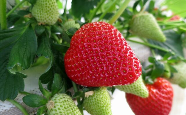 erdbeeren